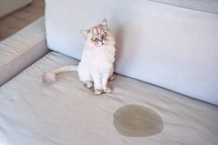 Nggak Ribet, Ini 5 Cara Mudah Bersihkan Kencing Kucing di Sofa